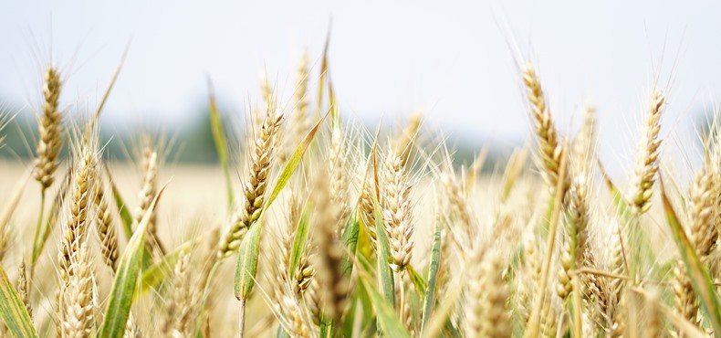 Polje pšenice