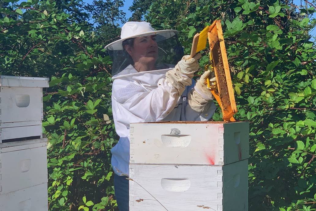 Žena skida pčele sa ploče sa medom