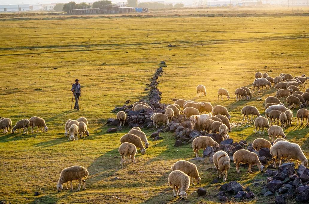 Pastir čuva stado ovaca