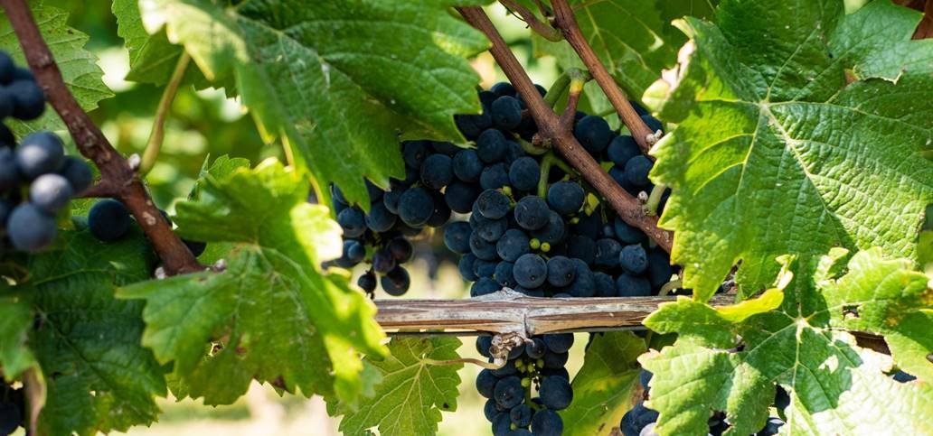 Crno grožđe na vinovoj lozi