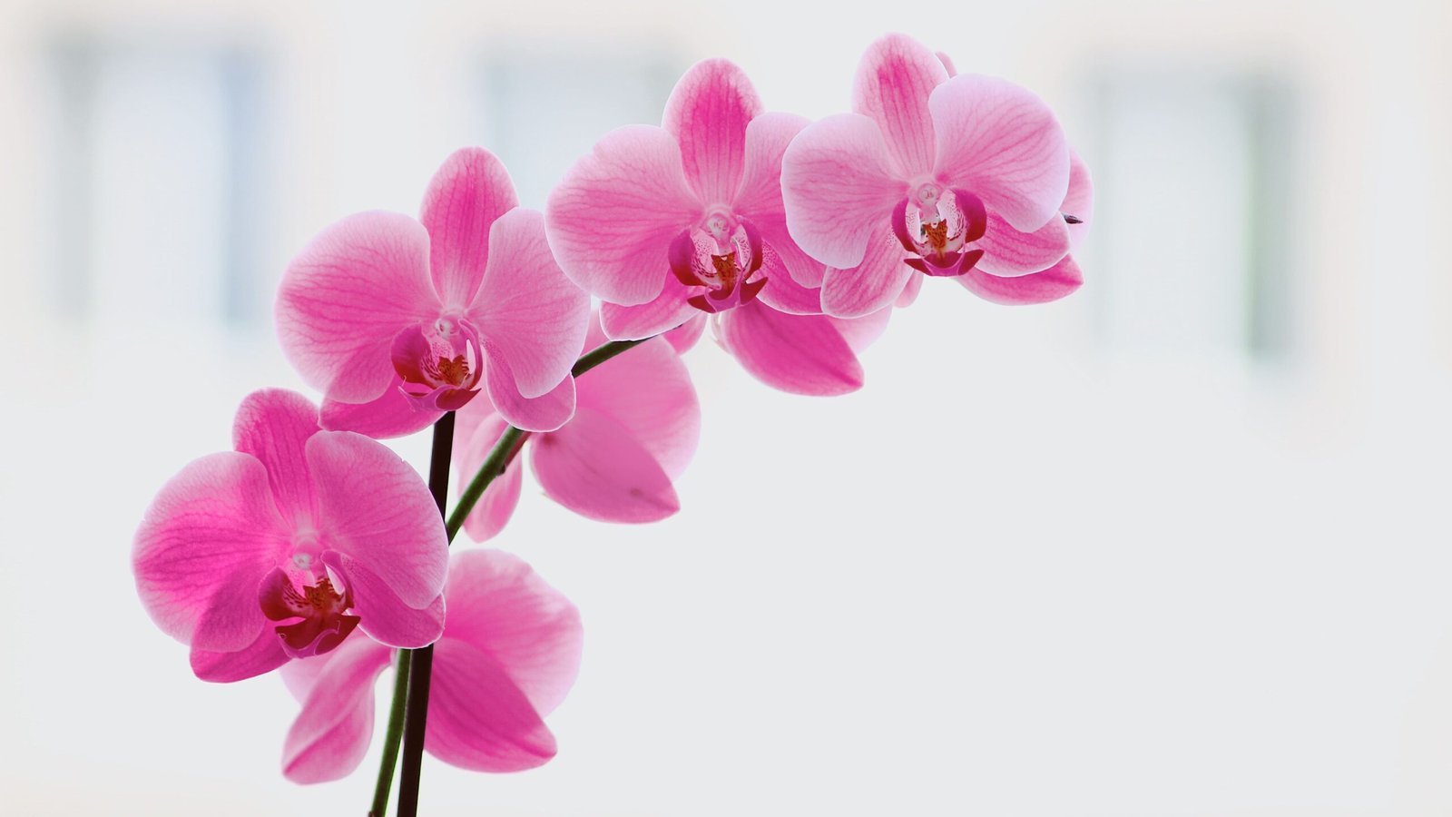 sepetka-kako-odrzavati-orhideje-1